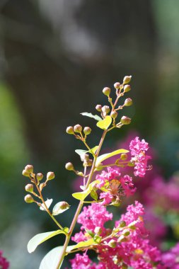 Lagerstroemia indica, crape myrtle, crepeflower olarak da bilinir.