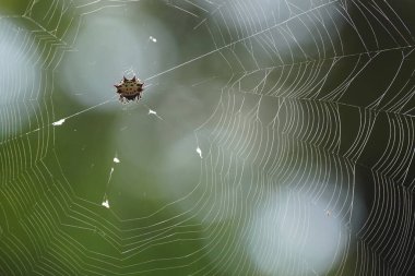 Örümcek ağındaki doğal bokeh arkaplanlı güzel örümcek.