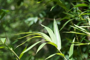 Bahçedeki yeşil yaprakların doğal görüntüsü.