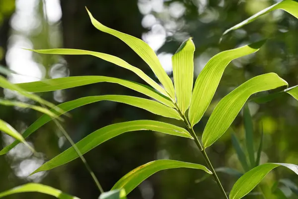 Nahaufnahme Natürlicher Blick Auf Grüne Blätter Garten — Stockfoto