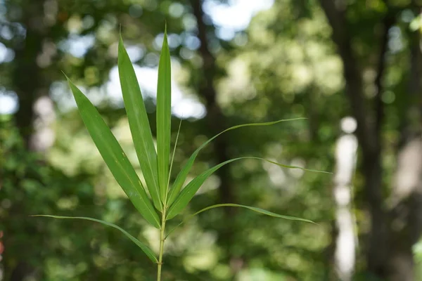 Крупним Планом Природний Вид Зелене Листя Саду — стокове фото