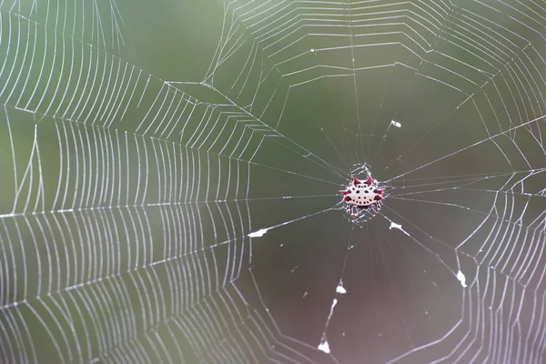 Mooie Spin Het Spinnenweb Met Natuurlijke Bokeh Achtergrond — Stockfoto