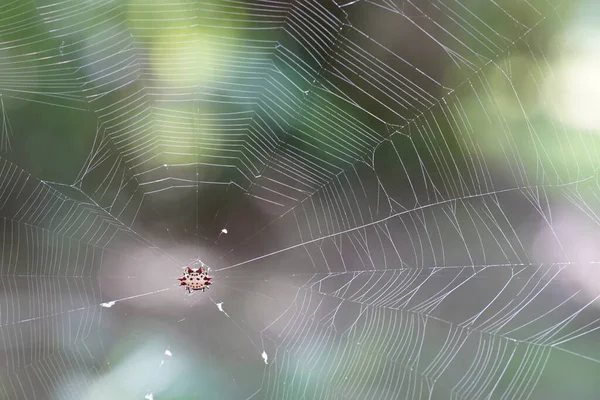 Όμορφη Αράχνη Στον Ιστό Αράχνης Φυσικό Bokeh Φόντο — Φωτογραφία Αρχείου