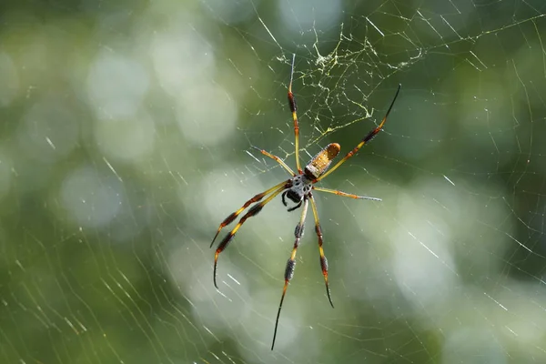 Krásný Pavouk Pavučině Přírodním Pozadí Bokeh — Stock fotografie