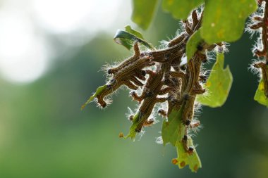 Ağaçtaki tırtıllar, yaklaşın.