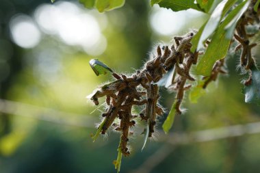 Ağaçtaki tırtıllar, yaklaşın.