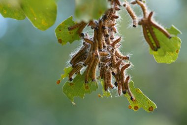 Ağaçtaki tırtıllar, yaklaşın.