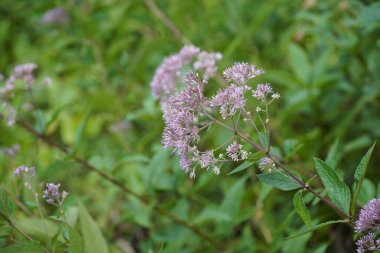 Bahçede büyüyen güzel çiçekler 