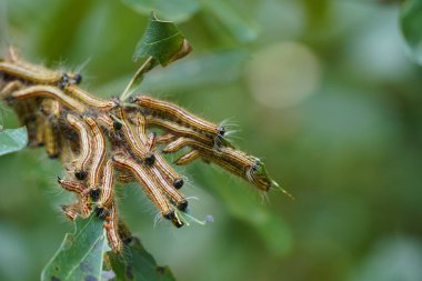 Ağaçtaki tırtıllar, yaklaşın.
