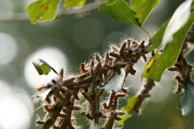 Ağaçtaki tırtıllar, yaklaşın.