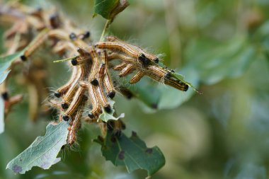 Ağaçtaki tırtıllar, yaklaşın.