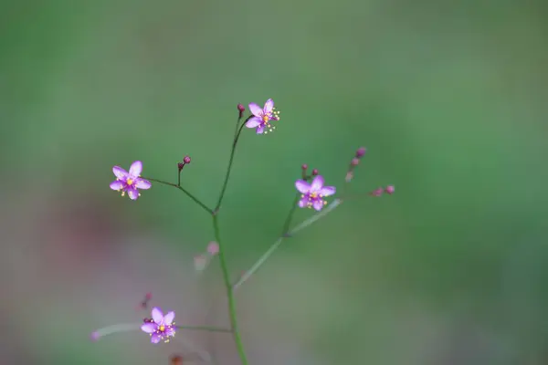 Blumen Wachsen Garten — Stockfoto