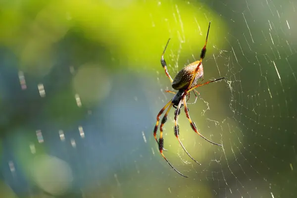 Close Spider Web — стоковое фото