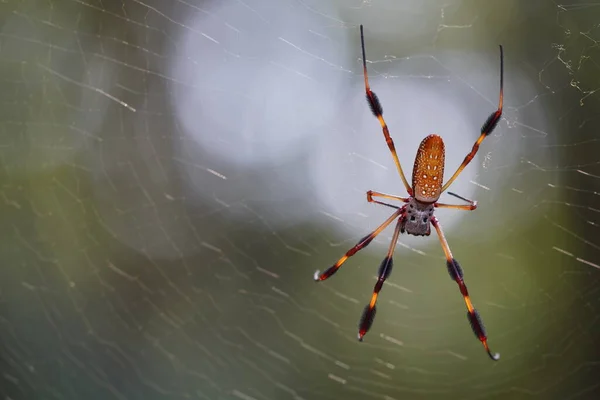 Nahaufnahme Einer Spinne Auf Einem Netz — Stockfoto