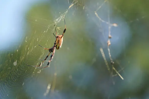 Zavřít Pavouka Pavučině — Stock fotografie