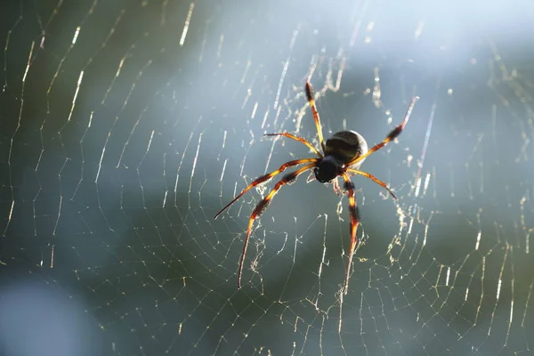Close Spider Web — стоковое фото