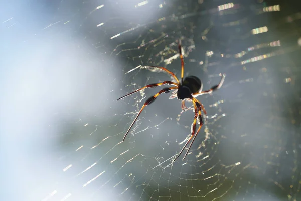 웹에서 거미의 클로즈업 — 스톡 사진