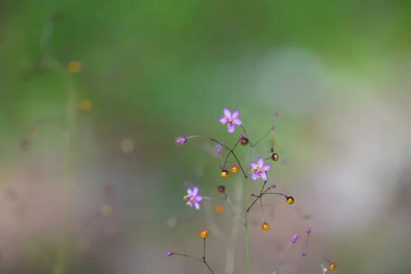 Цветы Растущие Саду — стоковое фото