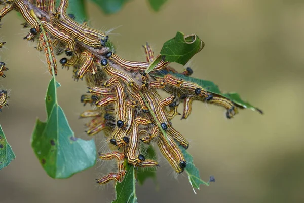 Caterpillars Tree Close — Stock Photo, Image
