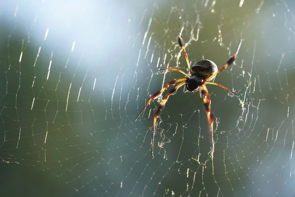 ウェブ上のクモのクローズアップ — ストック写真