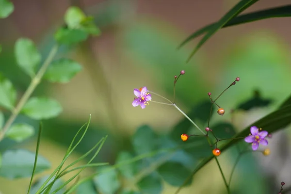 Fleurs Poussant Dans Jardin — Photo