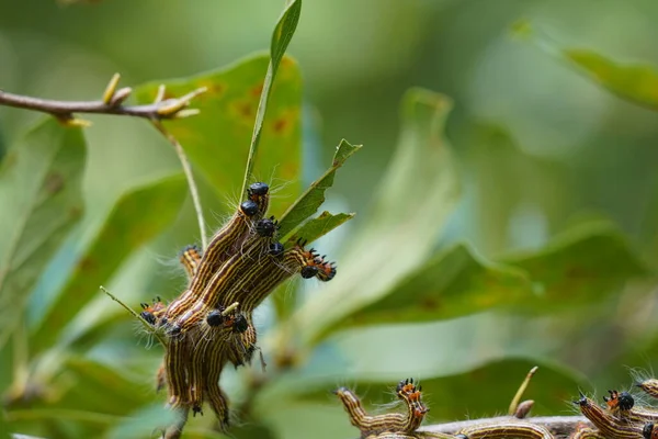 Caterpillars Tree Close — Stock Photo, Image