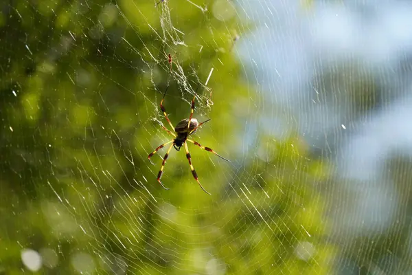 웹에서 거미의 클로즈업 — 스톡 사진