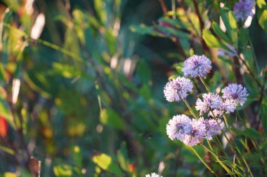 Bahçedeki güzel çiçekler