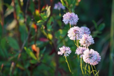 Bahçedeki güzel çiçekler