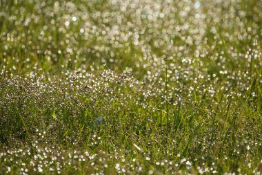 Ormanda yeşil çimenler