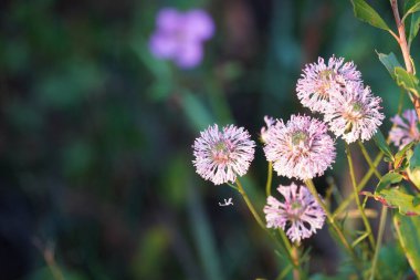 Bahçedeki güzel çiçekler