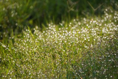 Çimenlerdeki çiy tanesi