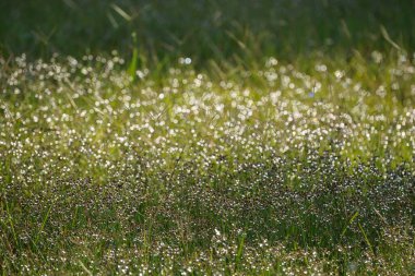 Yağmurdan sonra güzel çimenler 