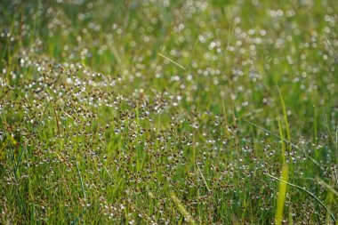 yeşil çimen arka planı. Çimlerin üzerinde çiy taneleri. Kapat - kapat