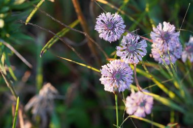 Bahçedeki güzel çiçekler