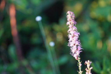 Bahçedeki güzel çiçek