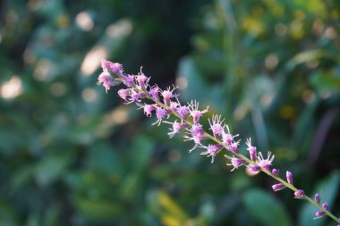 Bahçedeki güzel çiçek
