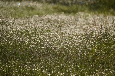 Çiçekli ve otlu çayır