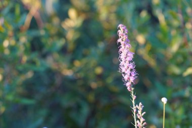 Bahçedeki güzel çiçek