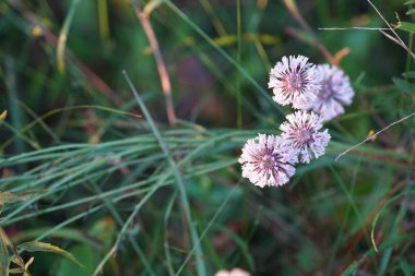 Bahçedeki güzel pembe çiçekler