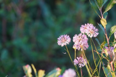 Bahçedeki güzel çiçekler