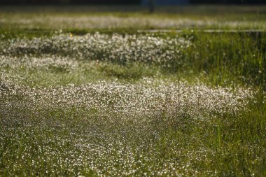 Güzel botanik fotoğrafı, doğal duvar kağıdı.