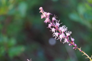 Bahçedeki güzel çiçek