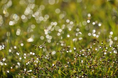 Yağmurdan sonra güzel çimenler 