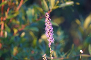 Güzel botanik çekimi, doğal duvar kağıdı, çiçek.