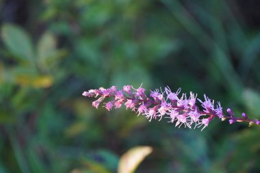 Bahçedeki güzel çiçek