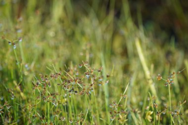 Ormanda yeşil çimenler