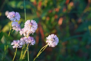 Bahçedeki güzel çiçekler