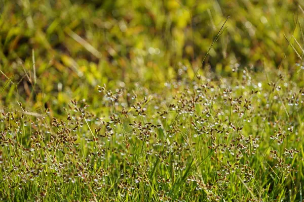 Bahçedeki yeşil çimenler