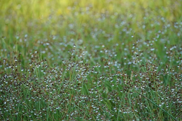 Grünes Gras Nach Regen — Stockfoto